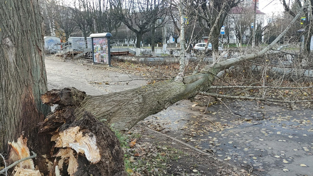 Штормовой ветер спровоцировал локальные отключения света почти во всех районах Владимирской области