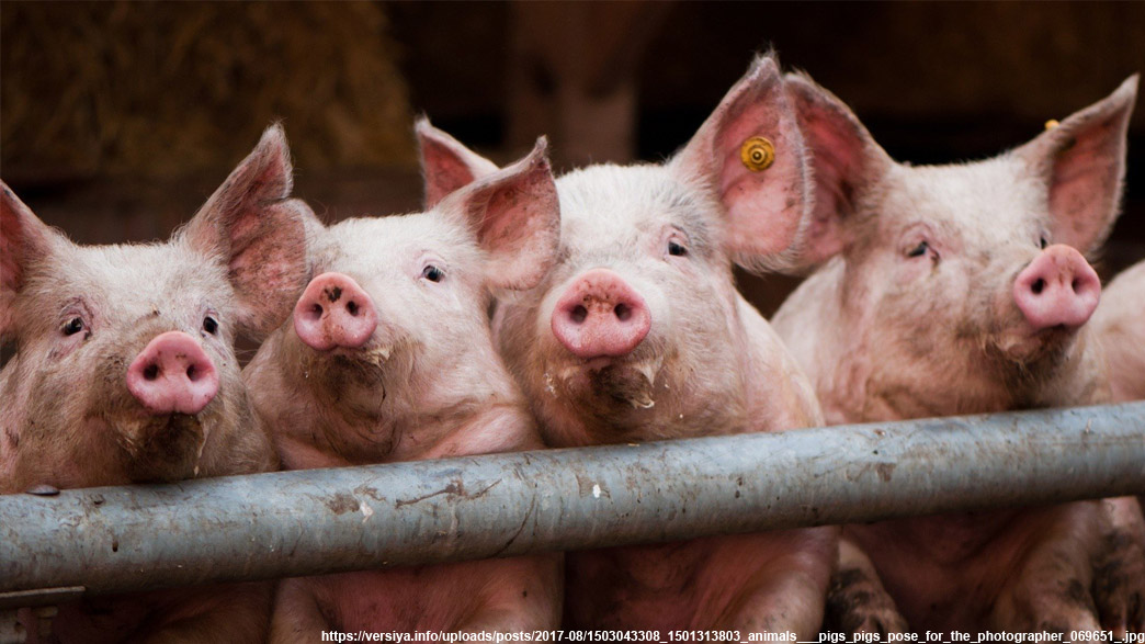 Владимирская область может уже не вернуться к выращиванию свиней в промышленных масштабах