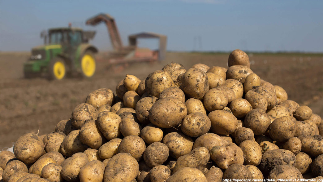 Власти заверяют, что Владимирской области не грозит дефицит картофеля