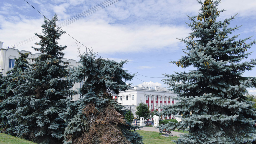 В центре Владимира обезглавили голубую ель. Мэрия выясняет обстоятельства