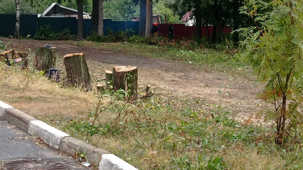 Во Владимире под строительство магазина вырубили 19 здоровых деревьев. Компенсационных высадок не предусмотрено