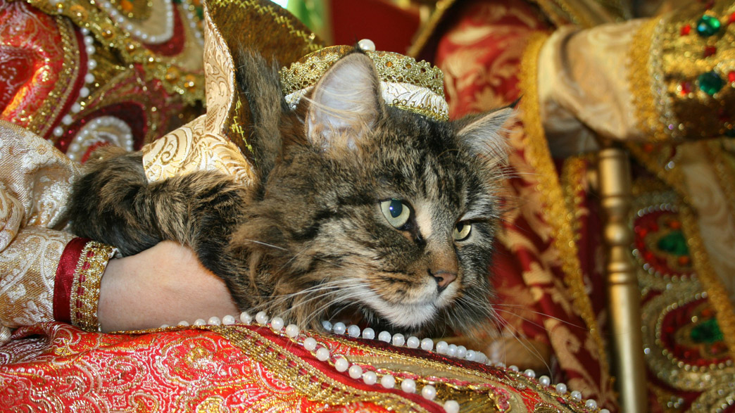 Самый знаменитый кот Владимирской области