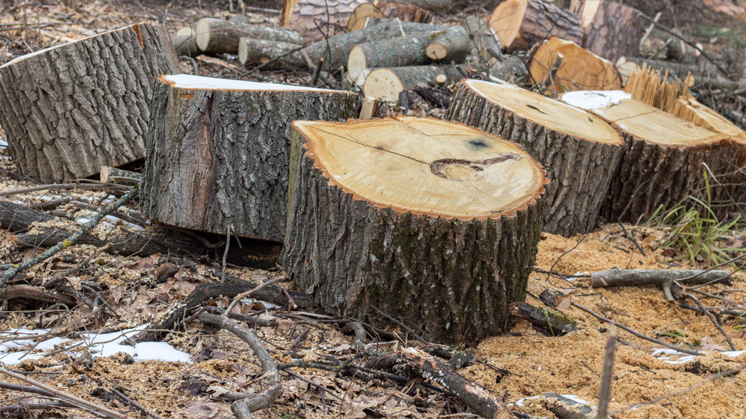 На вырубке деревьев в детсадах коммерсанты «срубили» более 1,5 миллиона рублей за невыполненные работы