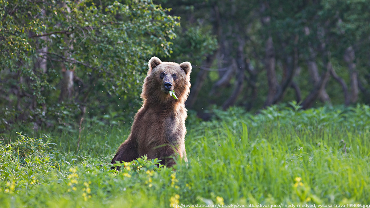 Медведи во владимирских лесах — постоянные обитатели или только гастролеры?