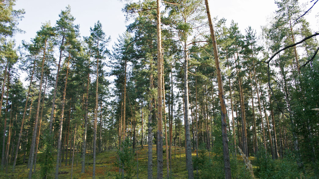 В Гороховецком районе лесничество документально разрешало сплошные рубки на охраняемых природных территориях