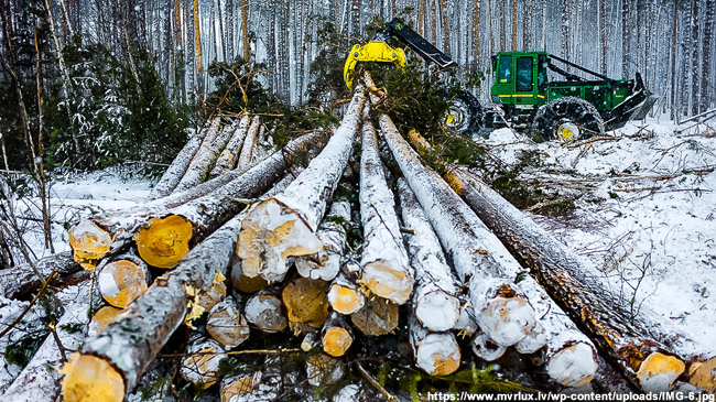 Федералы проверят, кому раздают владимирские леса