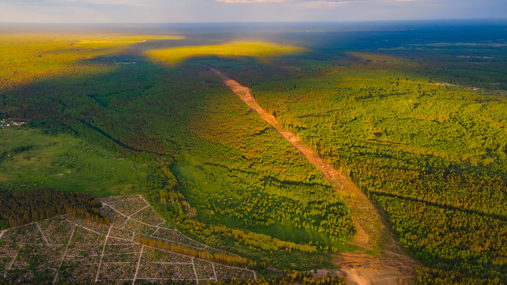 Масштаб лесорубки. Названа площадь владимирских лесов, которые вырубят под скоростную трассу М-12