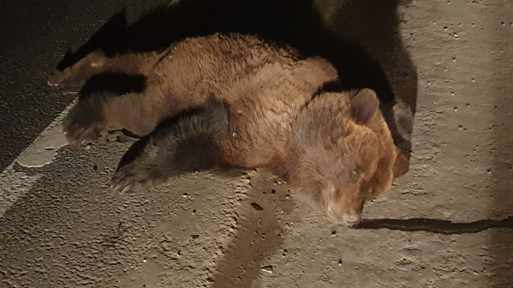В Вязниковском районе Владимирской области на федеральной трассе М-7 сбили молодого медведя