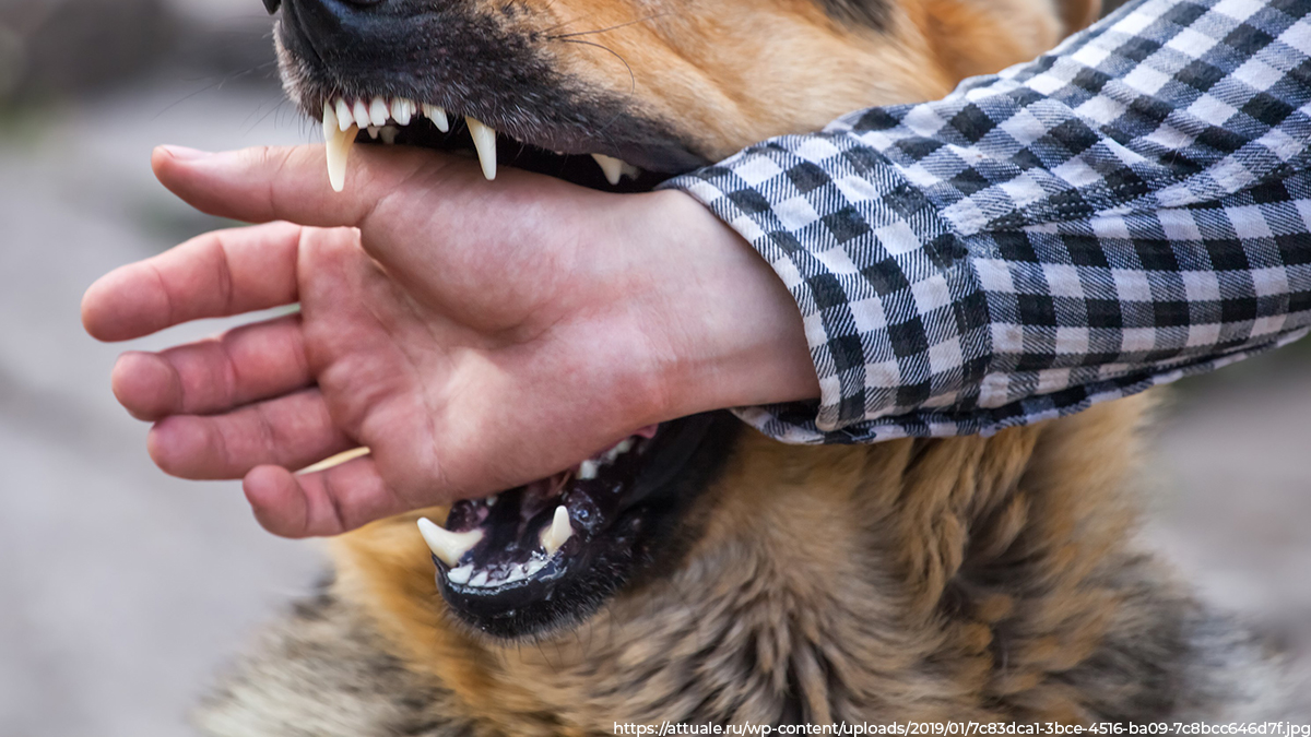Во Владимирской области самая напряженная обстановка с бездомными собаками, которые нападают на людей, – в Гусь-Хрустальном