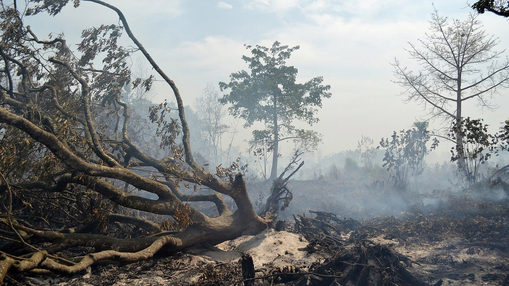 МЧС предупредило об ответственности за разглашение сведений о лесных пожарах 