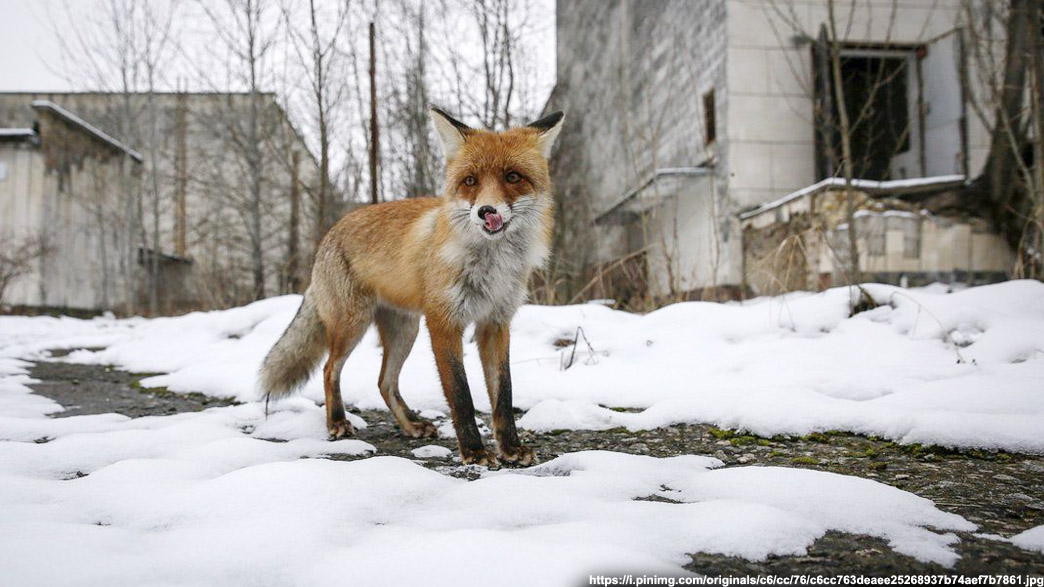 Во Владимирской области зафиксировали первые в этом году случаи бешенства у диких и домашних животных