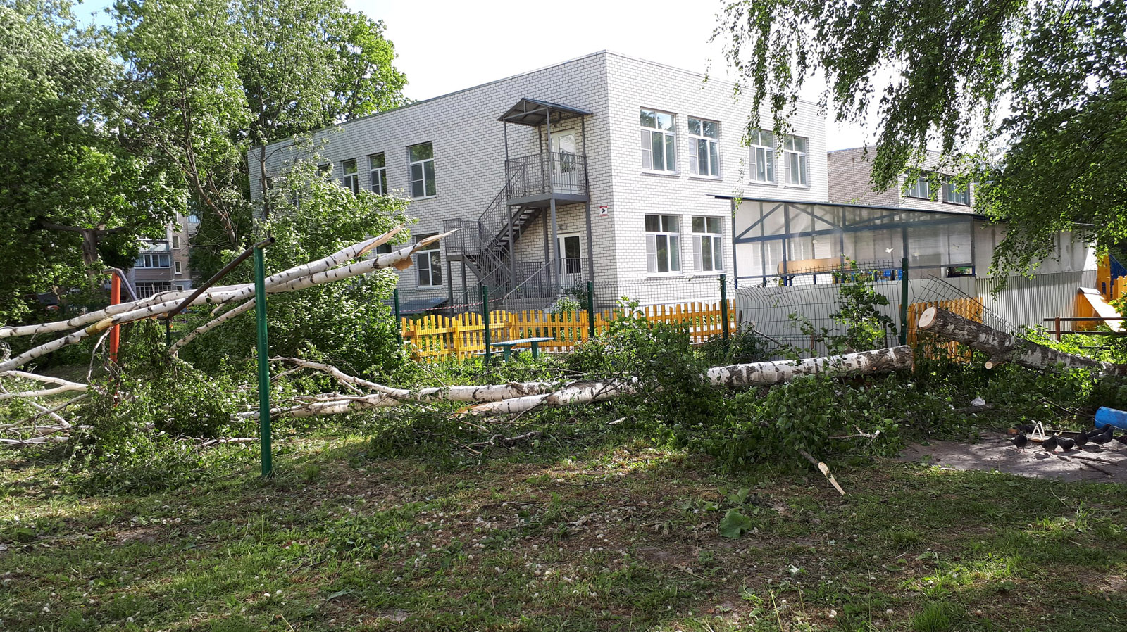 Во Владимирской области СКР назначил доследственную проверку по факту  травмирования двоих детей во время урагана 30 мая — травмы от падения  деревьев получили 13-летняя девочка и 4-летний мальчик - новости  Владимирской области