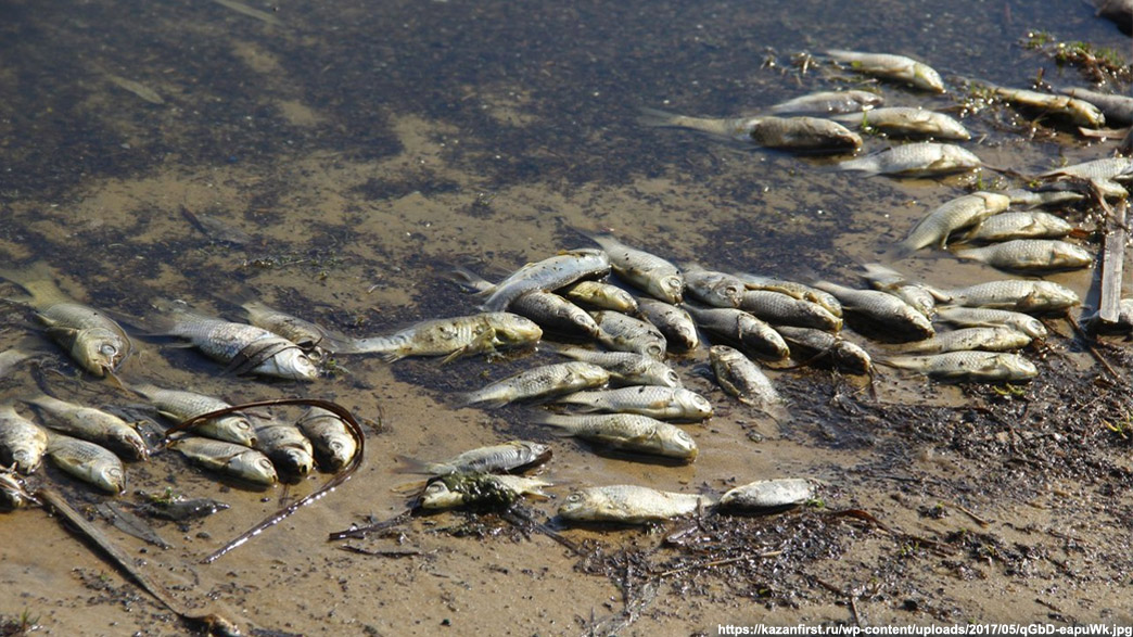 Уголовное дело руководителя муромского сельхозпредприятия, по вине которого в реке произошла массовая гибель рыбы, передано в суд