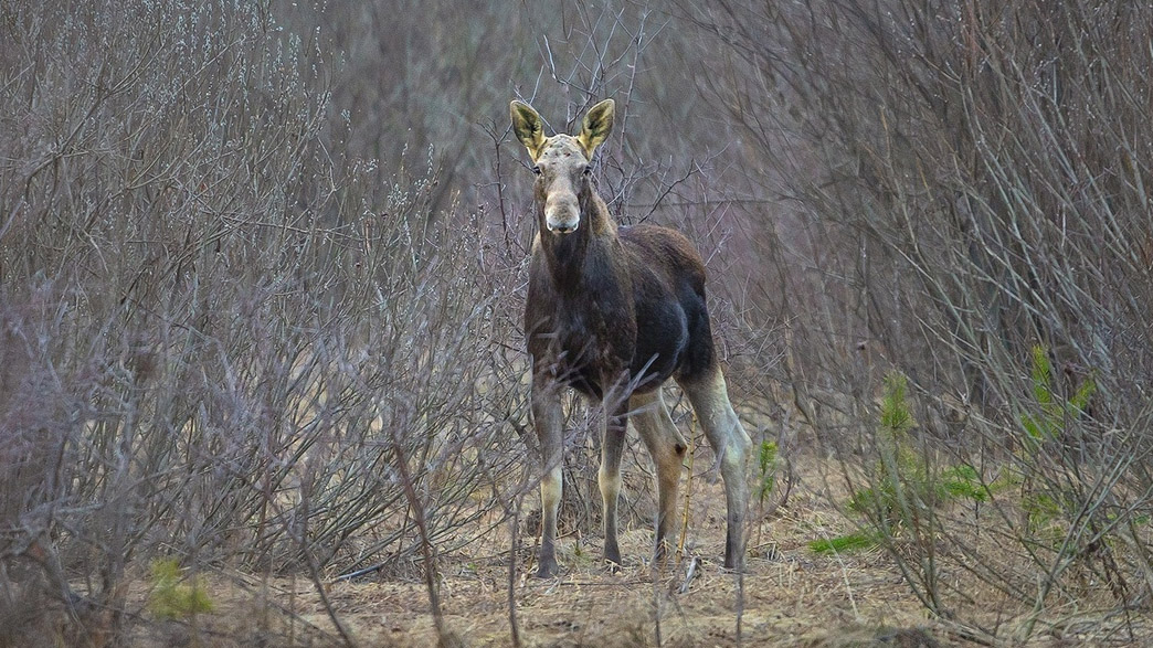 Рыси, олени, волки и лоси: как изменилась численность и состав диких животных во Владимирской области?
