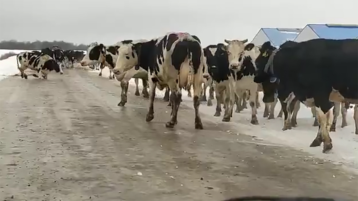 Юрьев-Польские коровы — как символ качества зимнего содержания дорог