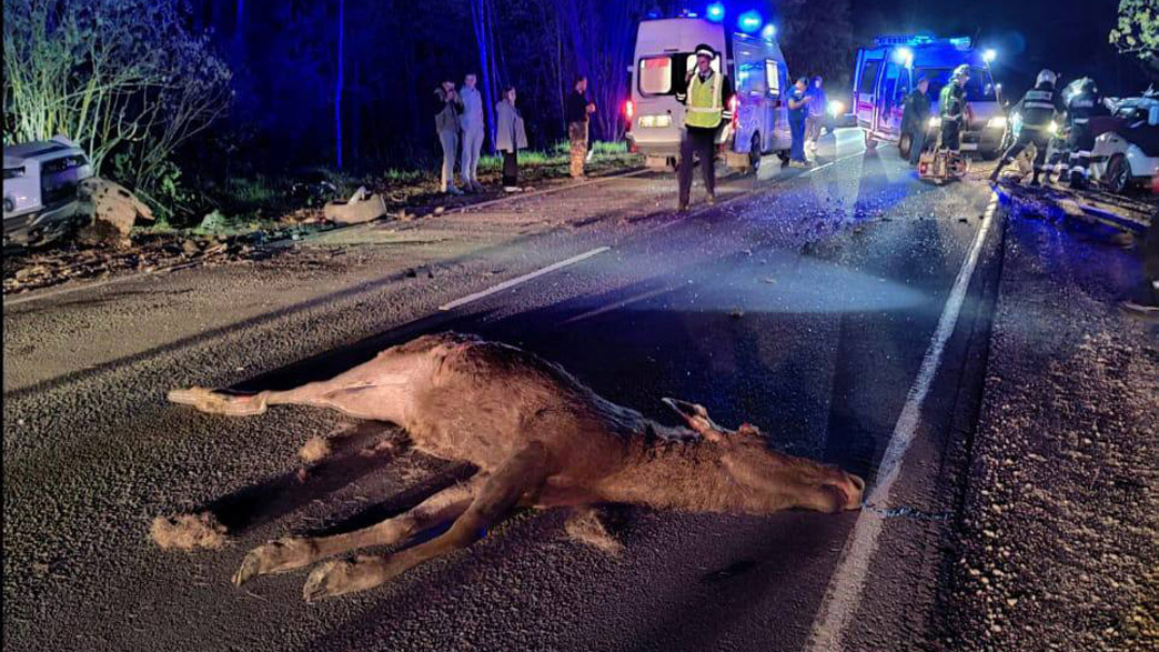 На владимирском участке скоростной трассы М-12 дикие звери могут выскочить из леса под колеса