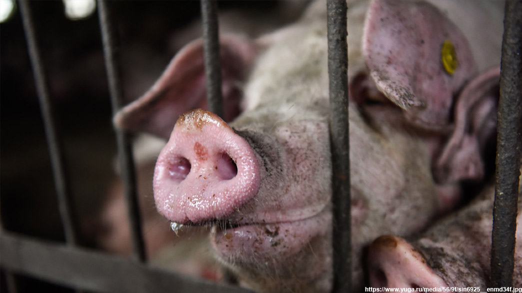 Во Владимирской области новая вспышка африканской чумы свиней