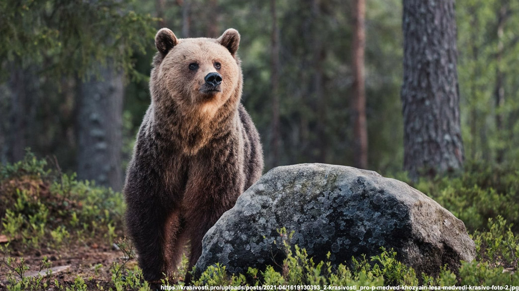 Во владимирских лесах повысилась опасность столкновения с медведями 