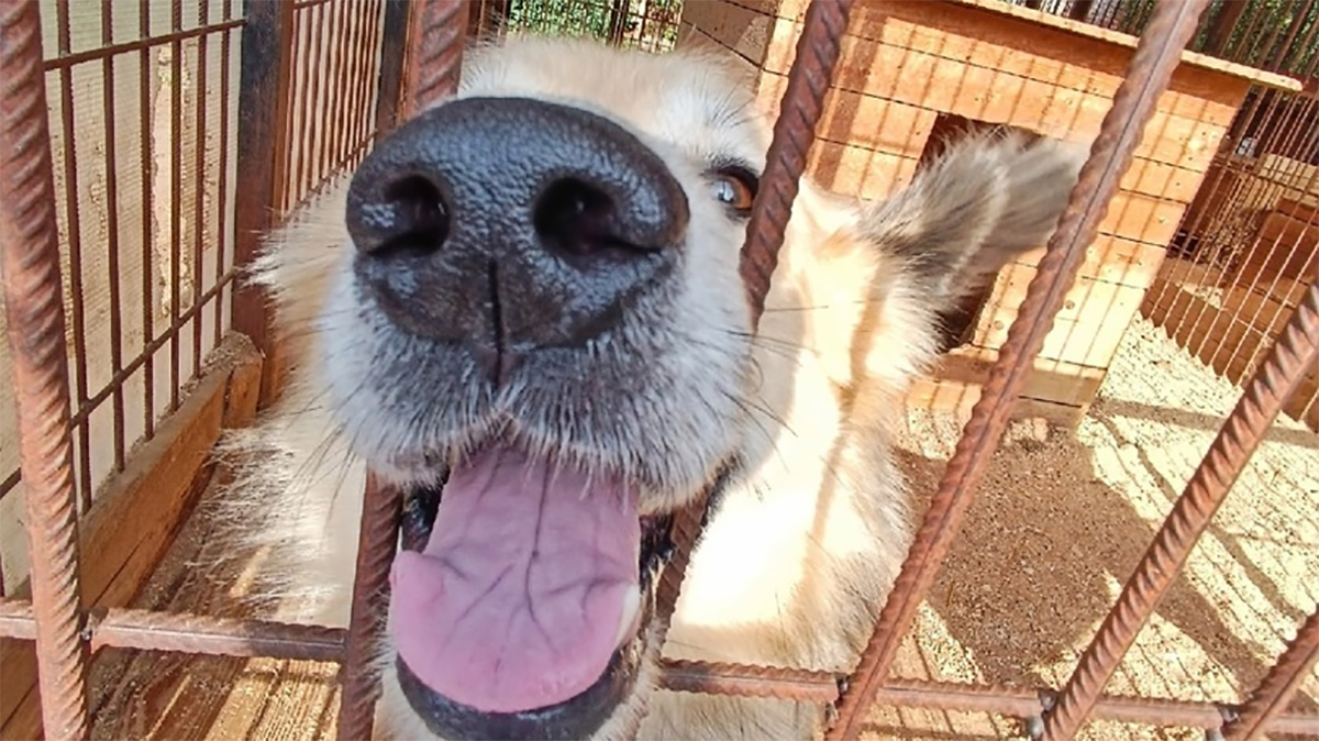 Ковчег 33 приют для животных. Ковчег ялта приют для животных. Ковчег 33 приют для животных. Приют валента. Ковчег приют для животных кронштадт.