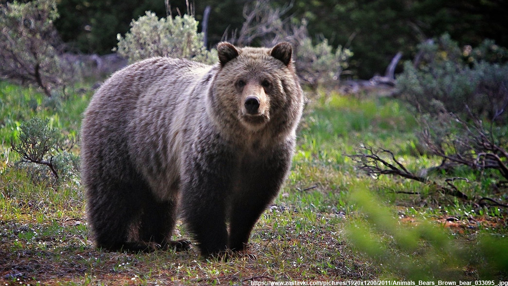 В природном заказнике Вязниковского района в видеоловушки попали медведь и волк, охотившиеся на лосей