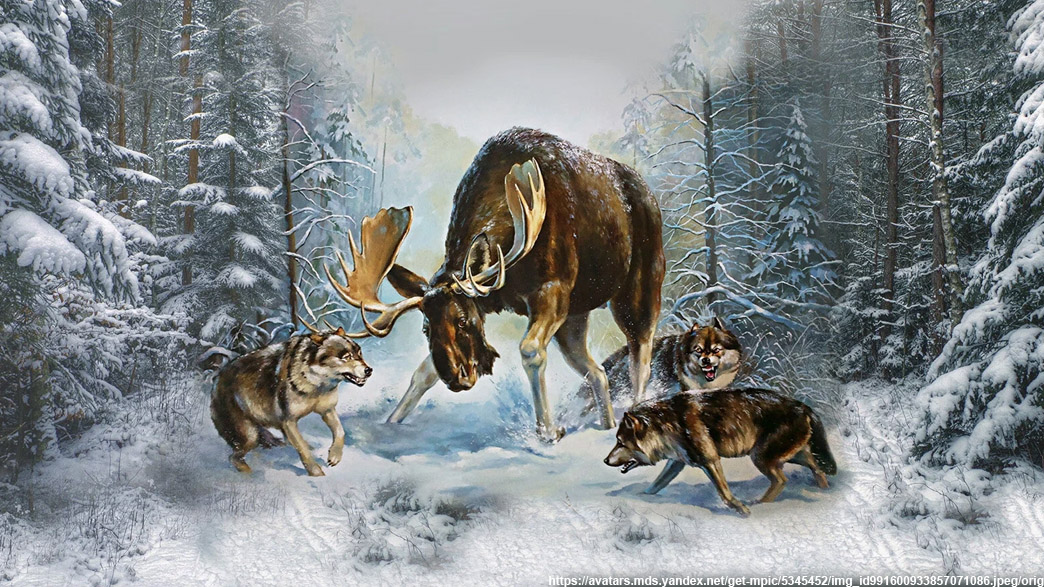 Владимирские волки вышли на охоту