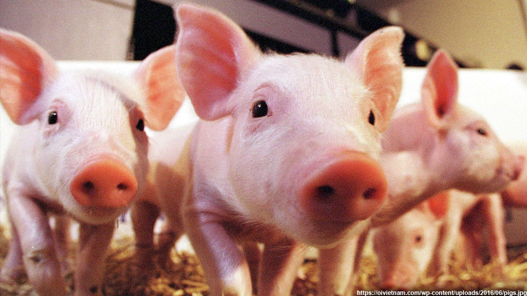 Праздничная статистика по производству свинины в 33-м регионе ко Всемирному дню свиньи