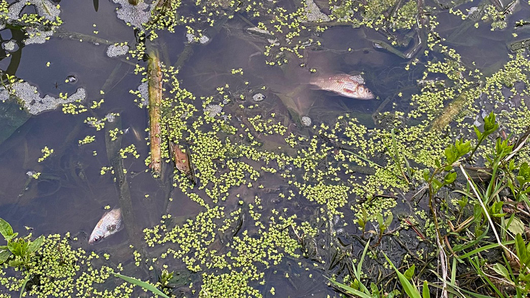 Массовая гибель рыбы в озере под Киржачом может привести к уголовному делу