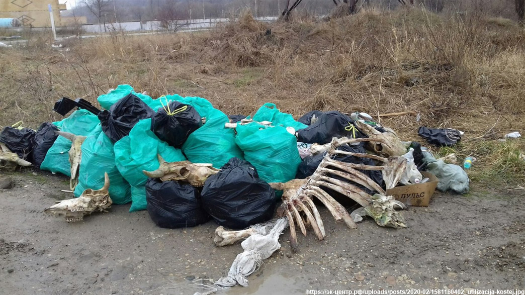 Ковровские прокуроры уличили владельцев ветеринарных клиник в нарушениях при утилизации биологических отходов