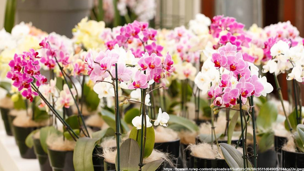 Романтичный рецидивист отработает за украденные орхидеи