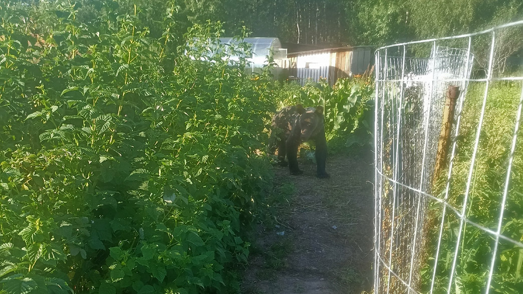 В Александровском районе по деревенским огородам бродит молодой медведь