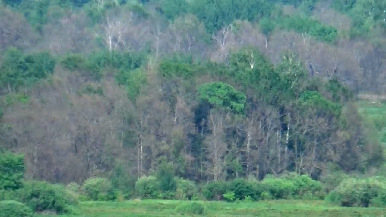 Что за вредитель уничтожает леса вязниковского Заречья?