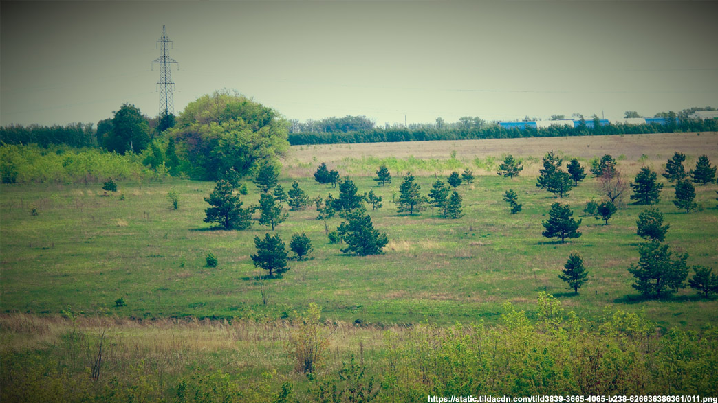 Во Владимирской области обнаружены новые сотни гектаров заросших и замусоренных сельхозземель