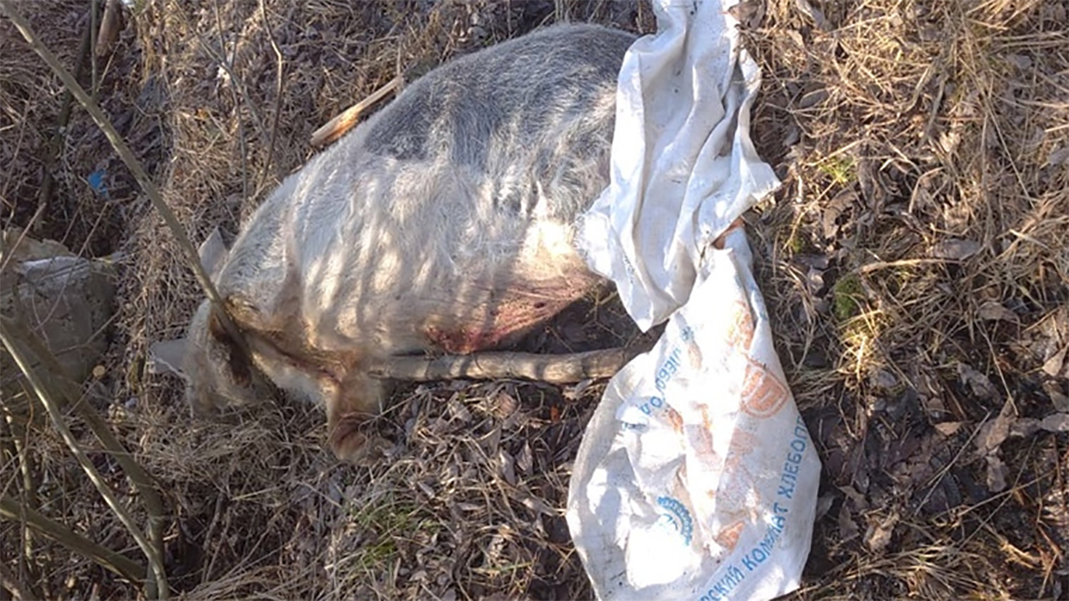 Трупы свиней, зараженных африканской чумой свиней, выбросили в муромском лесу