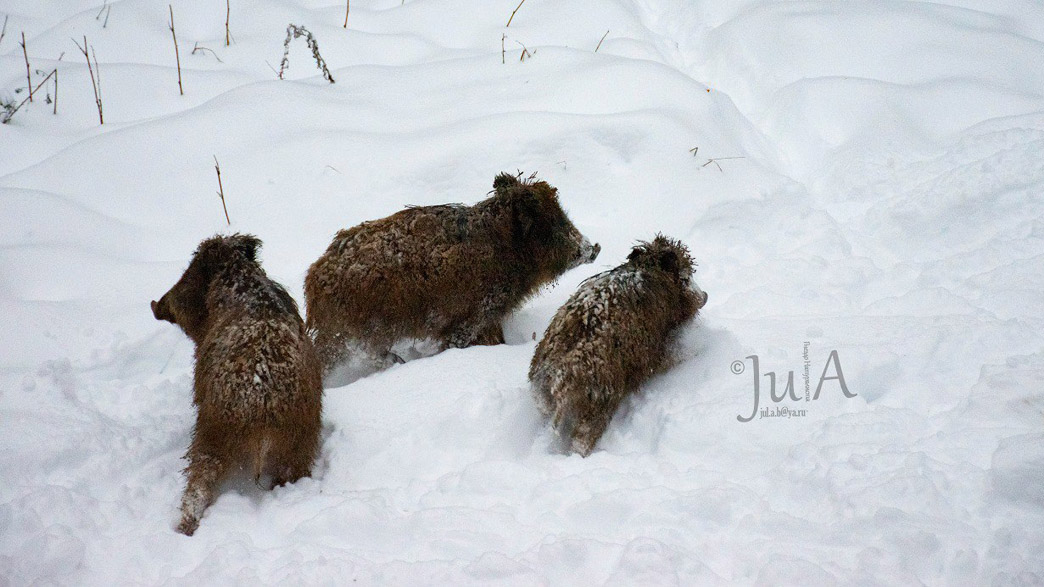 Снежное перемирие - владимирские кабаны на время поладили с краснокнижными зубрами