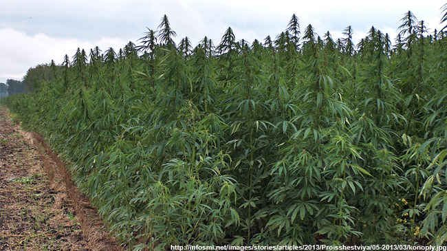 Поле конопли московская область как дома выращивать марихуану