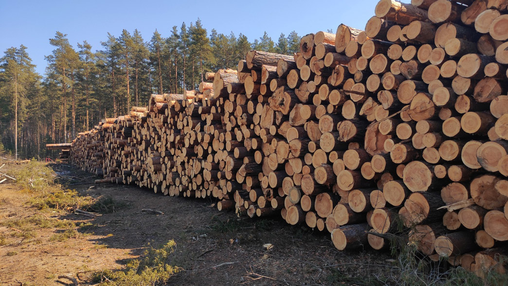 Бюджет Владимирской области не получит ни копейки от продажи вырубленных под федеральную трассу М-12 лесов