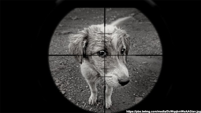 Брошенных московскими дачниками собак будут отстреливать?