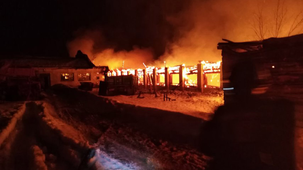 В сгоревшей владимирской ферме погибли коровы