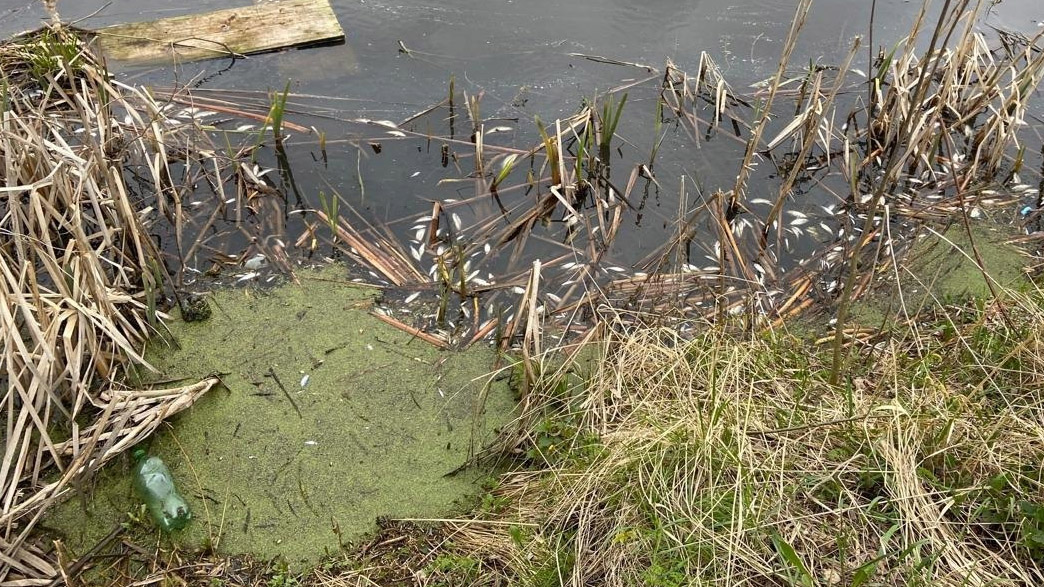 За загрязнение реки в Юрьев-Польском районе ответит замгендиректора сельхозпредприятия За загрязнение реки в Юрьев-Польском районе ответит замгендиректора сельхозпредприятия