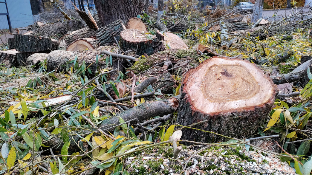 Обескуражившее горожан спиливание деревьев власти Владимира назвали «омолаживающей обрезкой»