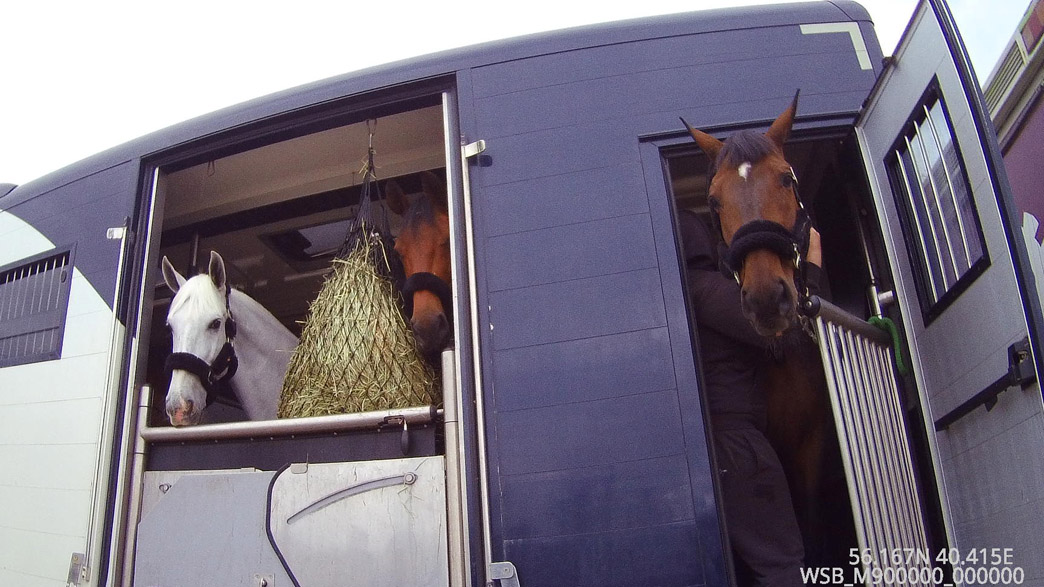 Породистых лошадей отправили на соревнования в Узбекистан через Владимир