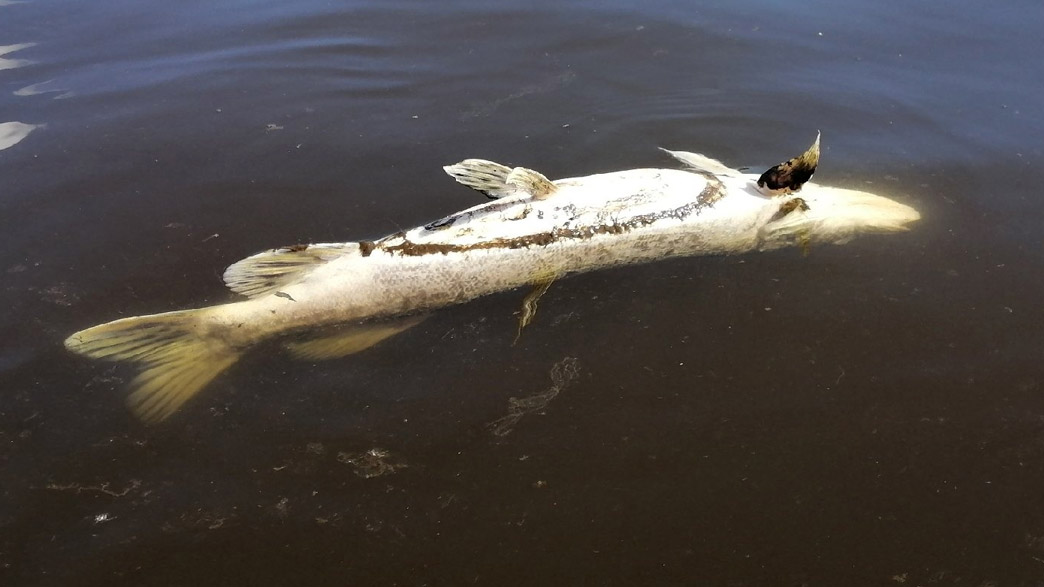 В истории с массовой гибелью рыбы в Клязьме под подозрение попал водоканал