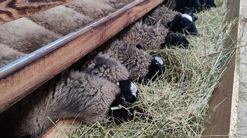 Владимирский фермер хочет приглашать туристов в доильный зал для овец