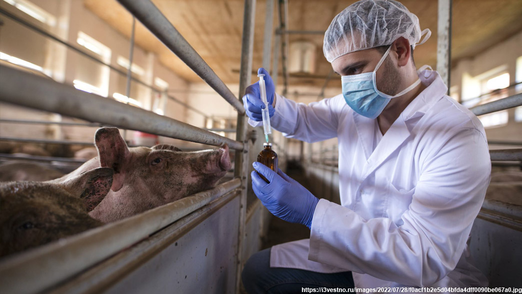 В Гусь-Хрустальном районе зафиксировали новую вспышку африканской чумы свиней