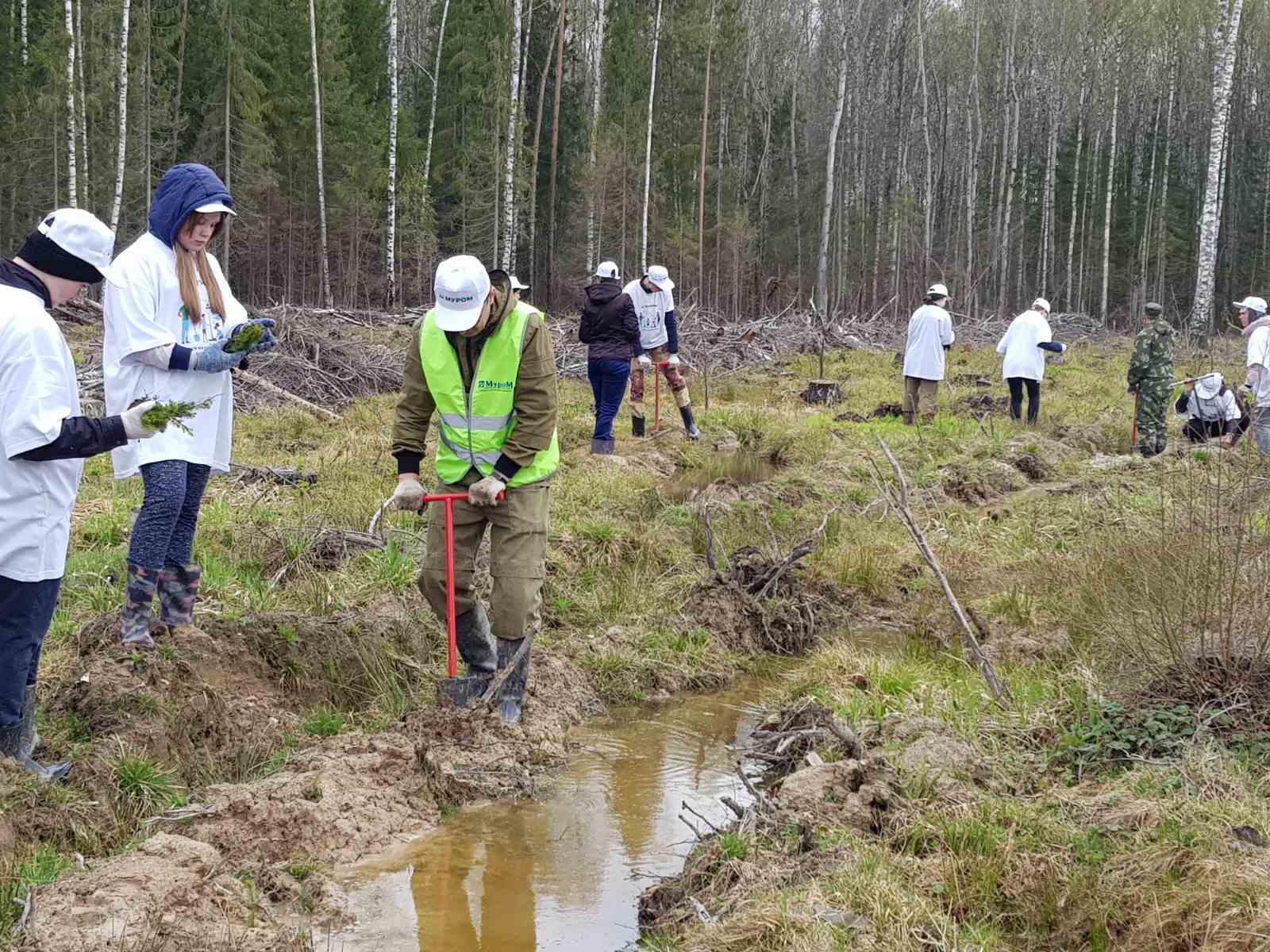 ЗАО «Муром» - ответственный лесопользователь - новости Владимирской области