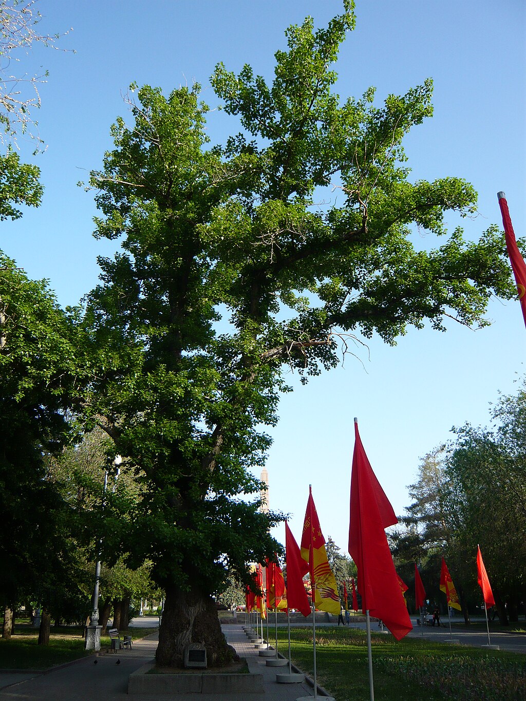 Poplar_at_Pavshikh_Bortsov_square-2.JPG