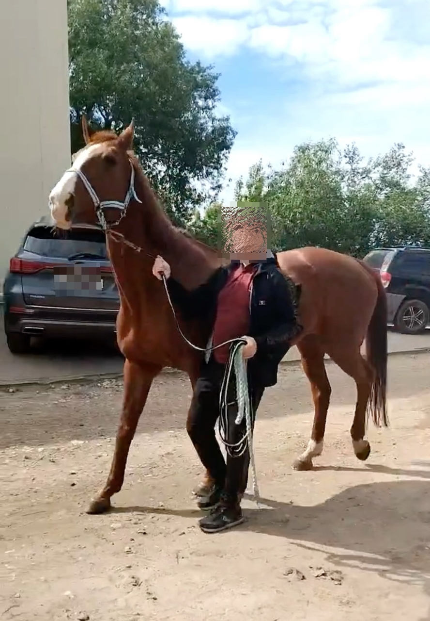 Лошадь.jpg