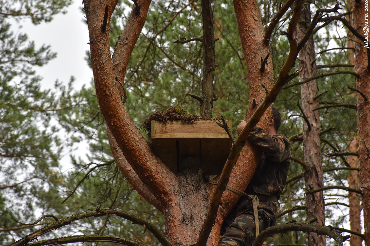 Создание искусственных гнездовий в лесах