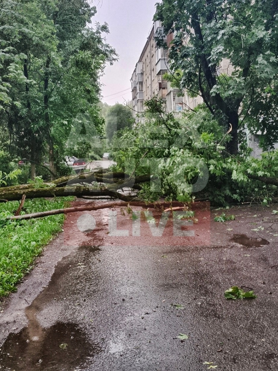 Ураган повалил во Владимирской области сотни деревьев - новости Владимирской  области