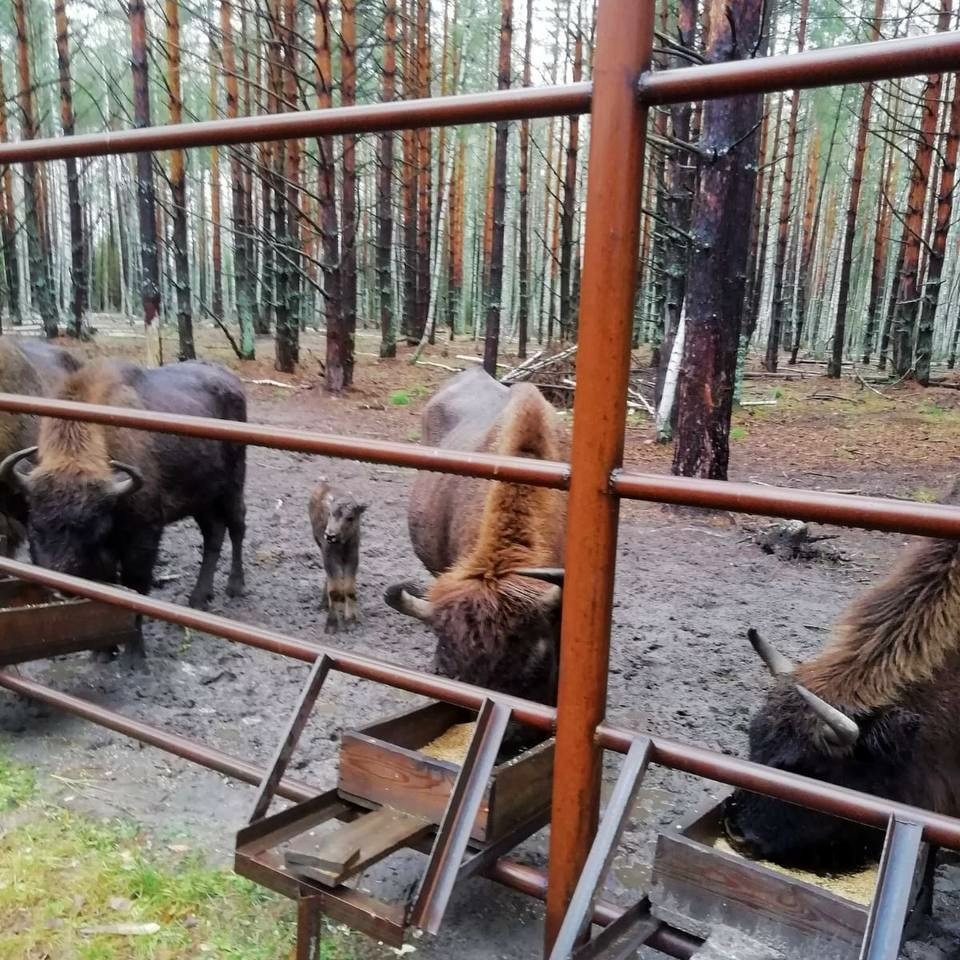 Транснефть1.jpg